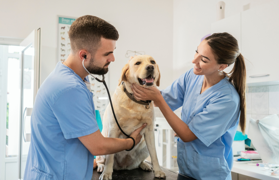 ¿Cuánto cobra un veterinario en España? - Blog de educalive